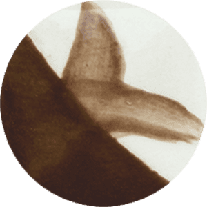 CC083