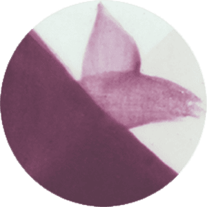 CC093